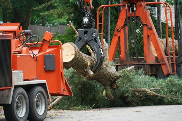 Lufkin Environmental Your Local Tree Removal Company Near Me